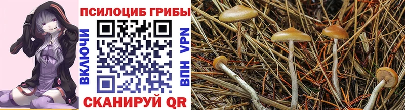 Галлюциногенные грибы Psilocybine cubensis  Нелидово 